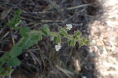 Stachys natalensis
