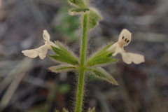 Stachys natalensis