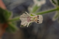 Stachys natalensis
