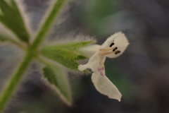 Stachys natalensis