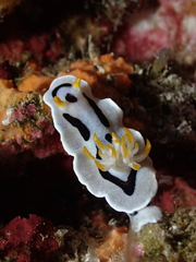 Chromodoris alcalai