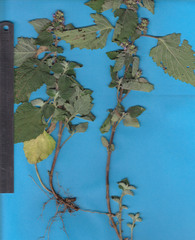 Hyptis mutabilis