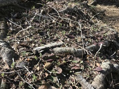 Antennaria solitaria