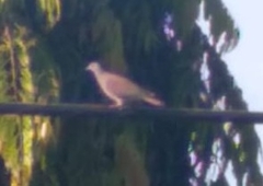 Patagioenas