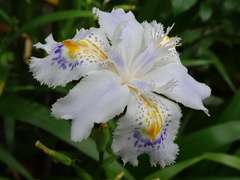 Iris japonica
