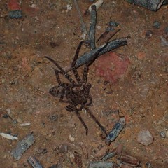 Heteropoda amphora