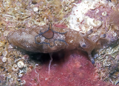 Aplysia nigrocincta