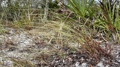 Schizachyrium niveum