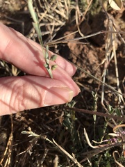Phyllanthus polygonoides