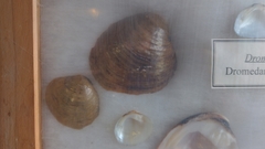 Dromus dromas
