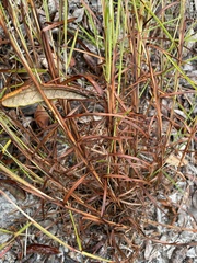 Schizachyrium niveum