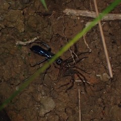 Heteropoda amphora