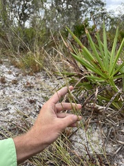 Schizachyrium niveum