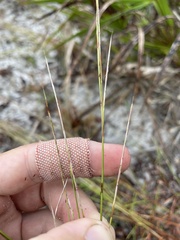 Schizachyrium niveum