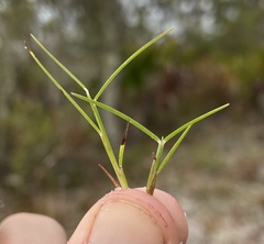 Schizachyrium niveum