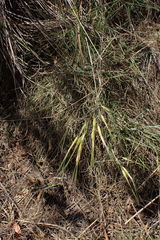 Tristachya biseriata
