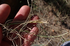 Tristachya biseriata