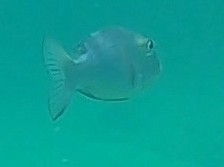 Monotaxis grandoculis