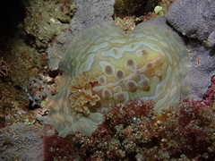 Asteronotus cespitosus