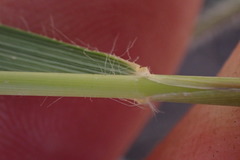 Tristachya biseriata