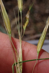 Tristachya biseriata