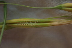 Tristachya biseriata