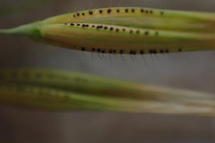 Tristachya biseriata