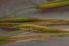 Tristachya biseriata
