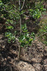 Erythrina lysistemon