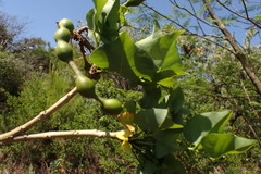Erythrina lysistemon