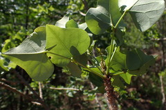 Erythrina lysistemon