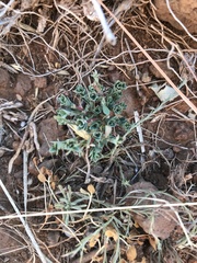 Phyllanthus polygonoides