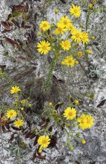 Chrysopsis floridana image