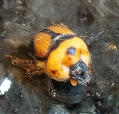 Bolbocerosoma tumefactum