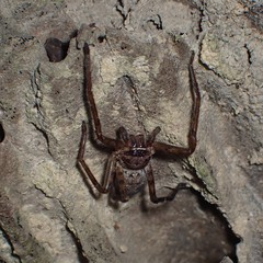 Heteropoda amphora