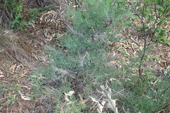 Asparagus transvaalensis