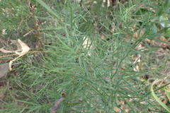 Asparagus transvaalensis