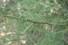 Asparagus transvaalensis