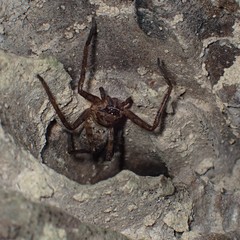 Heteropoda amphora