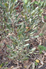 Searsia magalismontana magalismontana