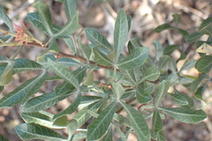 Searsia magalismontana magalismontana
