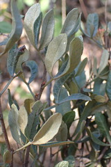 Searsia magalismontana magalismontana