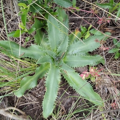 Eryngium serra