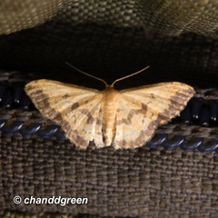 Idaea phaeocrossa