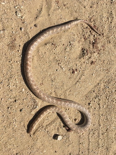 Glossy Snake (Snakes Of The Texas And Oklahoma Panhandles And ...