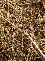 Sympetrum cordulegaster