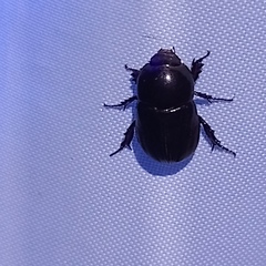Euetheola