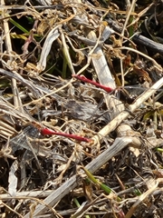 Sympetrum cordulegaster