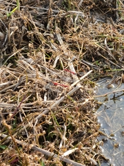 Sympetrum cordulegaster