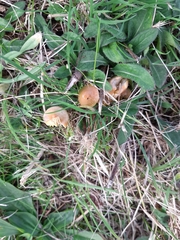 Gliophorus psittacinus